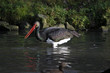 Schwarzstorch im Wasser