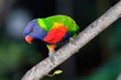 Loro Loro