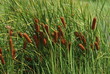 Common Bulrush, cane,  reed, water torch background