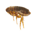 Foto: Ctenocephalides felis Ctenocephalides felis