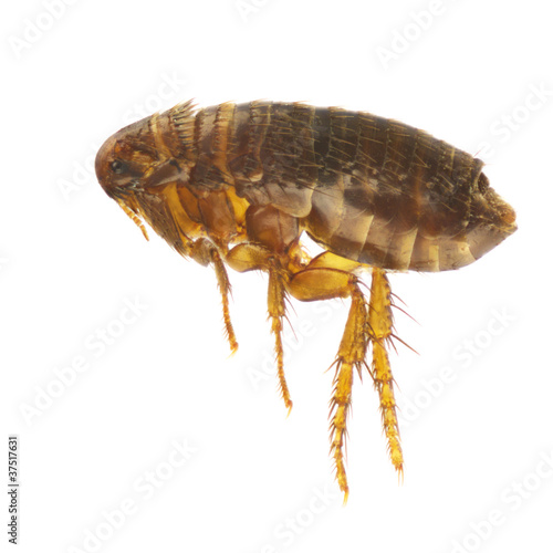 Photo: Ctenocephalides felis Ctenocephalides felis