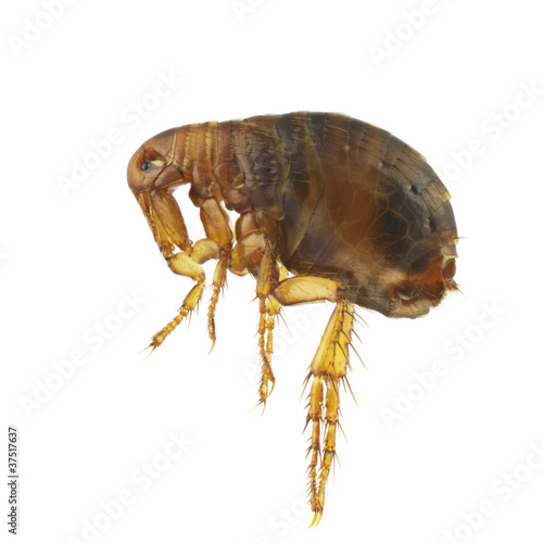 Photo: Pulex irritans Pulex irritans