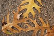 Three golden Oak leaves pointing to each other Three golden Oak leaves pointing to each other