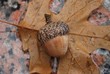An Oak leaf and an acorn on a pink marble city floor An Oak leaf and an acorn on a pink marble city floor