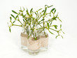 Foto: Mistelzeige in der Vase Mistelzeige in der Vase