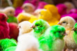 Colorful chicks Colorful chicks