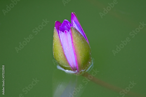 Photo: Pink lotus flower bud Pink lotus flower bud