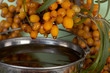 Foto: Oil of sea-buckthorn berries. Oil of sea-buckthorn berries.