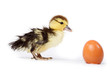 Duckling