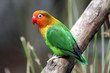 Bird agapornis-fischeri