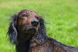 Wet dog barks her head up against Wet dog barks her head up against