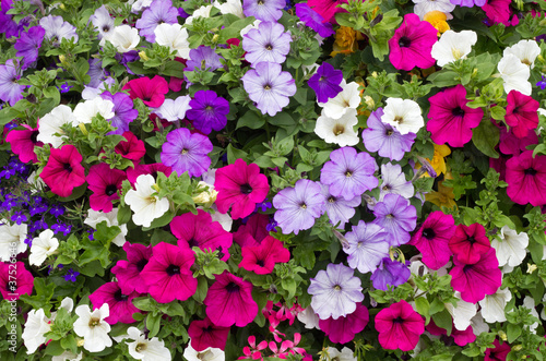 Foto: Colorful petunia flowers close up. Colorful petunia flowers close up.