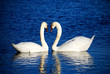 a couple of swans simbolizing heart sign