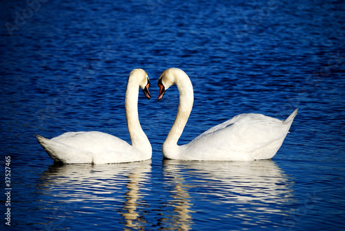 Photo: a couple of swans simbolizing heart sign a couple of swans simbolizing heart sign