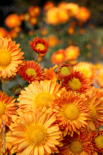 Photo: Orange chrysanthemum flowers Orange chrysanthemum flowers