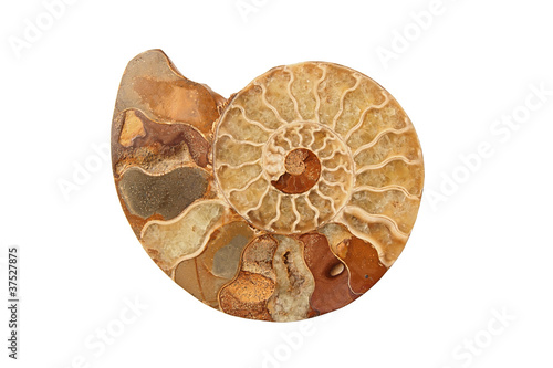 Photo: Ammonite Ammonite