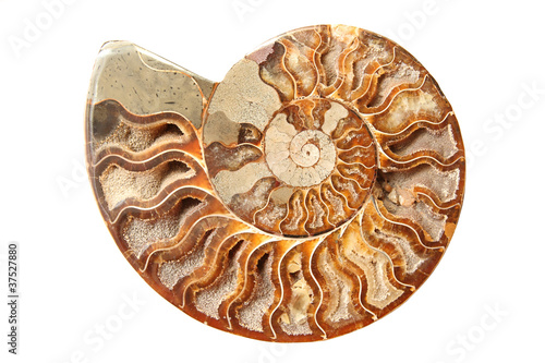 Photo: Ancient ammonite Ancient ammonite
