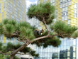 Pine tree with squirrel in the city