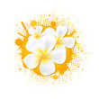Flower Background With Frangipani