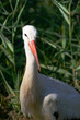 Cigogne Cigogne