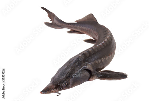 Foto: Fresh sterlet fish isolated on white background Fresh sterlet fish isolated on white background