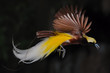 bird of paradise in flight