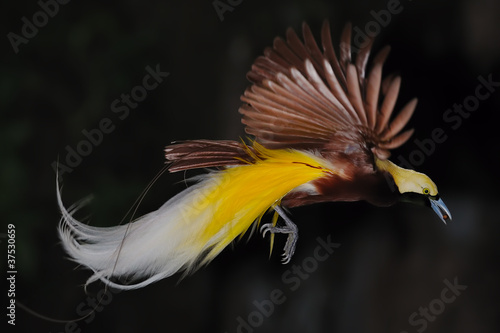 Photo: bird of paradise in flight bird of paradise in flight