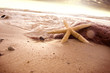 Marine life.