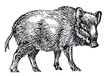Wildschwein