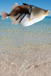 Pesce tropicale