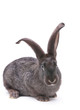 Rabbit farm animal