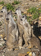 Meerkat