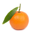 Orange mandarin