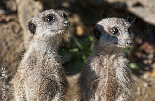 Photo: Meerkat Meerkat