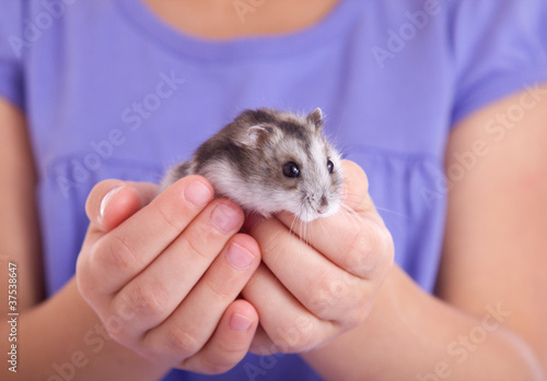 Photo: little hamster in children's hands little hamster in children's hands