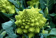 Romanesco broccoli