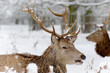 Deer chewing the cud in snow Deer chewing the cud in snow