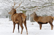 Red Deer Stags standing in the snow Red Deer Stags standing in the snow