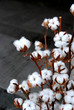 Cotton bolls