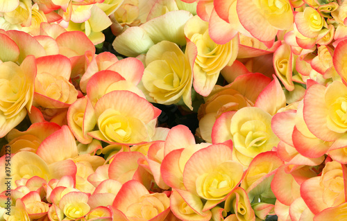 Photo: Flower Background Flower Background