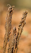 Photo: fern fern