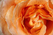 Rose in the morning