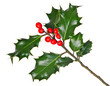 Holly (Ilex) - isolated on white