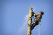 Photo: Arborist cutting tree Arborist cutting tree