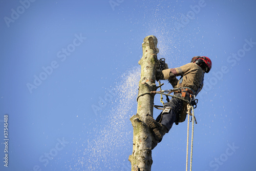 Foto: Arborist cutting tree Arborist cutting tree