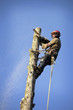 Photo: Arborist cutting tree Arborist cutting tree
