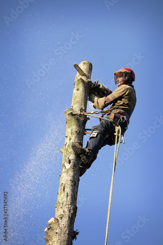 Photo: Arborist cutting tree Arborist cutting tree