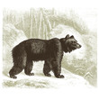 Ours Brun