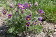 Küchenschelle; Pulsatilla vulgaris
