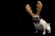 Mops mit Geweih Mops mit Geweih